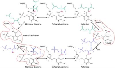 Structural Analysis of Phosphoserine Aminotransferase (Isoform 1) From Arabidopsis thaliana– the Enzyme Involved in the Phosphorylated Pathway of Serine Biosynthesis